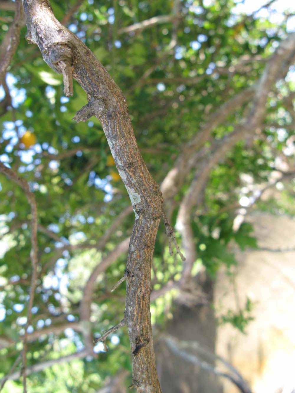              Second - third year twig (Winter Haven, FL)       